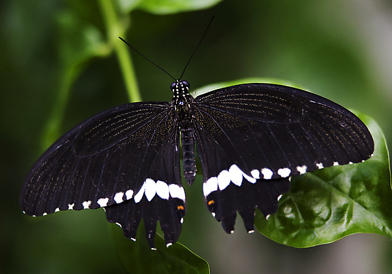 포토 JPG 해외이미지 식물 동물 야생동물 곤충 잎 절지류 날개 자연 생물 앉기 사람없음 초록색 여름 파란색 컬러풀 정원 흰색 벌레 제비 내추럴 해외202004 해외포토 계절 컬러 모션 조류 생태계 파일형식 이미지허브