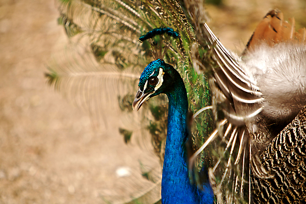 포토 JPG 해외이미지 동물 남자 리본 야생동물 백그라운드 무지개 패턴 날개 자연 조류 추상 동물원 사랑 사람없음 초록색 파란색 컬러풀 머리 봄 젖음 춤 부채 의식 황금 우아함 공작 가득함 깃털 질감 꼬리 부리 쇼 목 짝짓기 내추럴 자부심 주목 특별함 해외202004 해외포토 자연요소 계절 감정 컬러 컨셉 무늬 문화예술 사람 신체부위 생태계 파일형식 이미지허브