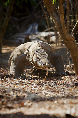 포토 JPG 해외이미지 동물 척추동물 아시아 야생동물 섬 파충류 자연 국립공원 풍경 사람없음 햇빛 걷기 모니터 용 황무지 위험 큼 위협 도마뱀 인도네시아 육식동물 충전 노려봄 이국적 해외202004 해외포토 공원 나라 컨셉 모션 표정 컴퓨터 태양 크기 생태계 파일형식 이미지허브