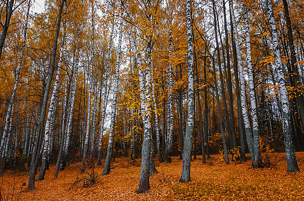 포토 JPG 해외이미지 나무 식물 구름 계절 공원 유럽 도로 호수 백그라운드 잎 자연 휴가 따뜻함 풍경 사람없음 빨간색 초록색 빛 강 컬러풀 햇빛 태양 환경 맑음 버섯 광선 가을 오픈 황금 숲 오솔길 자작나무 가문비나무 해외202004 해외포토 자연요소 공공시설 나라 길 컬러 교통시설 날씨 생태계 파일형식 이미지허브