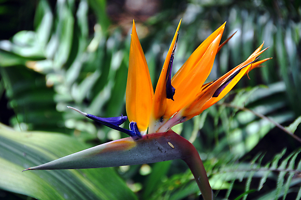 포토 JPG 해외이미지 식물 꽃잎 꽃 섬 잎 꽃무늬 오렌지 자연 조류 사람없음 장식 빨간색 초록색 여름 컬러풀 노란색 정원 벚꽃 신선 개화 내추럴 이국적 파라다이스 해외202004 해외포토 동물 계절 컬러 무늬 과일 생태계 파일형식 이미지허브