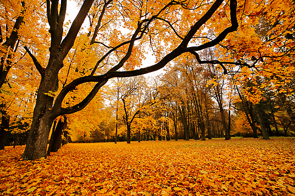 포토 JPG 해외이미지 나무 식물 계절 공원 백그라운드 단풍 잎 벤치 오렌지 자연 풍경 사람없음 야외 빨간색 빛 컬러풀 햇빛 갈색 노란색 환경 맑음 가을 시골 신선 황금 숲 10월 내추럴 벨로루시 해외202004 해외포토 공공시설 컬러 의자 과일 날씨 태양 날짜 생태계 파일형식 이미지허브