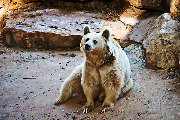 포토 JPG 해외이미지 공원 교육 야생동물 과학 여행 곰 동물원 사람없음 갈색 바위 동굴 시리아 원정 이스라엘 전국 해외202004 해외포토 동물 공공시설 컬러 중동 포유류 돌_바위 서아시아 파일형식 이미지허브