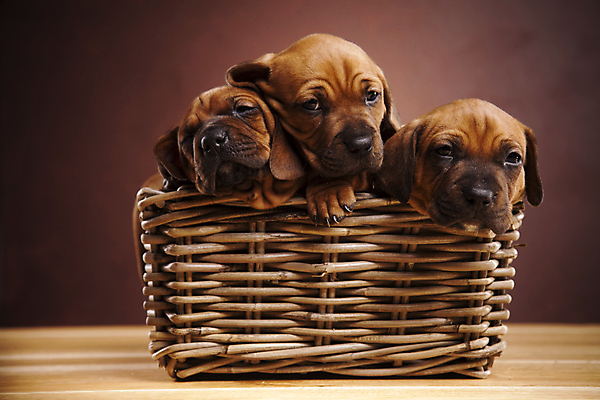 포토 JPG 해외이미지 반려견 새끼 실내 세마리 사람없음 반려동물 바구니 귀여움 강아지 닥스훈트 갈색배경 해외202004 해외포토 동물 백그라운드 컨셉 3 내부 갈색 개 파일형식 이미지허브