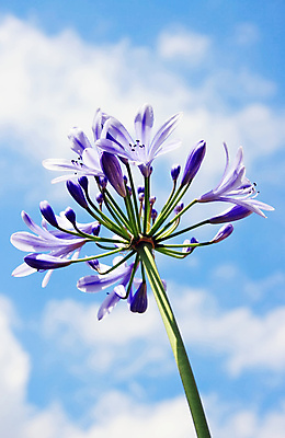 포토 JPG 해외이미지 식물 구름 꽃 분홍색 꽃무늬 자연 하늘 사람없음 야외 파란색 정원 맑음 보라색 벚꽃 백합 천국 해외202004 해외포토 자연요소 컬러 무늬 날씨 생태계 파일형식 이미지허브