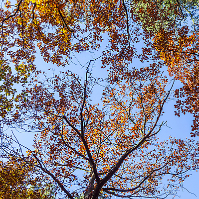 포토 JPG 해외이미지 나무 식물 계절 감정 백그라운드 단풍 잎 패턴 오렌지 자연 하늘 추상 사람없음 야외 장식 빨간색 파란색 빛 갈색 노란색 환경 일본 성장 가을 나뭇가지 신선 시간 화려 변화 황금 숲 유기농 10월 많음 해외202004 해외포토 웰빙 아시아 컬러 컨셉 무늬 과일 날짜 생태계 파일형식 이미지허브
