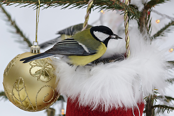 포토 JPG 해외이미지 나무 응시 음식 크리스마스 겨울 날개 가방 부분 자연 조류 휴가 새해 씨앗 앉기 사람없음 장식 초록색 장난감 내추럴 해외202004 해외포토 식물 동물 시선 잡화 계절 기념일 컬러 모션 생태계 파일형식 이미지허브