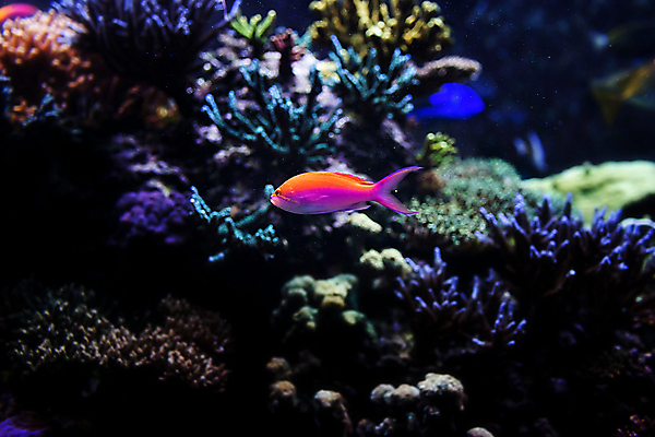 포토 JPG 해외이미지 동물 여행 어류 사람없음 물 관광지 고요 수족관 내추럴 싱가폴 해외202004 해외포토 자연요소 아시아 수중동물 파일형식 이미지허브