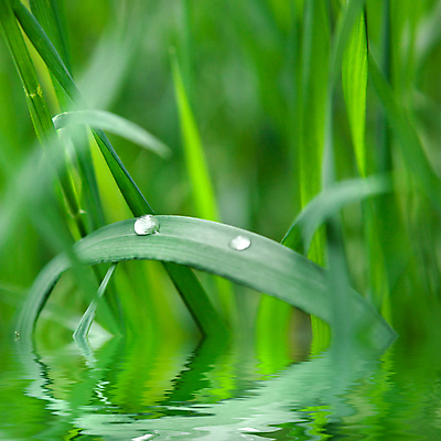 포토 JPG 해외이미지 식물 계절 공원 백그라운드 잎 패턴 밭 자연 추상 새로움 프레임 건강 풍경 잔디 사람없음 야외 장식 초록색 물 여름 평화 환경 정원 화목 봄 젖음 시골 신선 칼날 떨어짐 이슬 원예 질감 내추럴 해외202004 해외포토 자연요소 공공시설 컬러 컨셉 무늬 농업 취미 생태계 파일형식 이미지허브