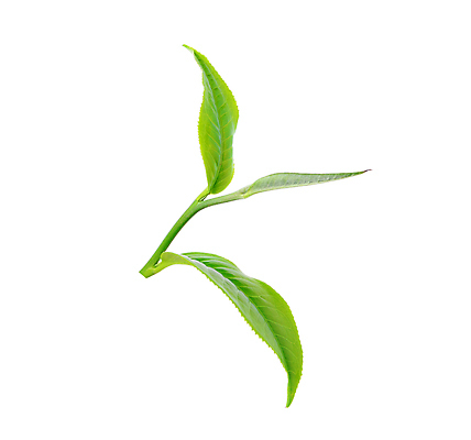 포토 JPG 해외이미지 식물 계절 아시아 음료 백그라운드 잎 밭 농업 자연 아침 새로움 동양인 사람없음 초록색 여름 빛 태양 농장 침묵 활발 성장 시골 신선 닫기 선택 차 인도인 보케 장면 남쪽 산악지대 영양분 케랄라주 해외202004 해외포토 주간 자연요소 외국인 나라 산업 컬러 컨셉 모션 산 인종 소리 인도_나라 방향 생태계 파일형식 이미지허브