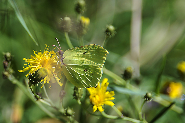 포토 JPG 해외이미지 식물 동물 계절 꽃 야생동물 나비 곤충 백그라운드 잎 꽃무늬 패턴 날개 오렌지 자연 추상 노르웨이 사람없음 야외 초록색 여름 빛 컬러풀 노란색 환경 맑음 벚꽃 작음 싱글 꽃가루 내추럴 생태학 해외202004 해외포토 교육 유럽 컬러 무늬 과일 날씨 크기 가루 생태계 파일형식 이미지허브