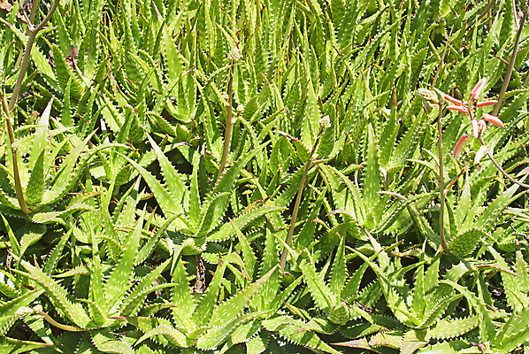 포토 JPG 해외이미지 식물 화초 줄기 컨셉 잎 선인장 아이디어 건조 실내 건강 사람없음 야외 치료 장식 약 정원 주스 사막 성장 신선 가시 보호 약초 소프트포커스 허브 에코 내추럴 돌봄 바이오 아열대 알로에 이국적 추출 치료제 화상 해외202004 해외포토 음료 의학 모션 촬영기법 내부 환경 풀_식물 상처 파일형식 이미지허브