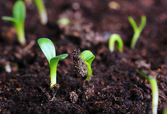 포토 JPG 해외이미지 식물 지구 백그라운드 컨셉 잎 2 농업 자연 오이 새로움 아이디어 사람없음 초록색 빛 갈색 노란색 새싹 환경 흙 회색 성장 신선 작음 유기농 땅바닥 모종 묘목 밭일 생태학 심기 총쏘기 취급주의 해외202004 해외포토 나무 웰빙 교육 산업 컬러 채소 모션 바닥 경고 크기 생태계 파일형식 이미지허브