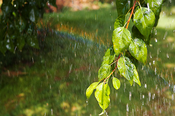 포토 JPG 해외이미지 나무 식물 계절 백그라운드 무지개 잎 밭 자연 동화 새로움 잔디 사람없음 야외 초록색 물 빛 햇빛 환경 정원 맑음 봄 꿈 젖음 성장 물방울 나뭇가지 시골 신선 행운 순수 아치 공상 마법 붓꽃 내추럴 강렬 해외202004 해외포토 자연요소 꽃 컬러 컨셉 농업 날씨 태양 생태계 파일형식 이미지허브