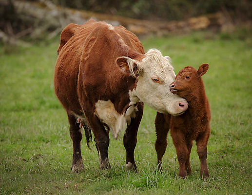 포토 JPG 해외이미지 동물 백그라운드 밭 농업 포유류 자연 하늘 사랑 풍경 사람없음 야외 초록색 여름 파란색 농장 갈색 머리 검은색 목장 흰색 시골 소 방목 먹기 송아지 돌봄 해외202004 해외포토 계절 감정 산업 새끼 컬러 모션 신체부위 축산업 생태계 파일형식 이미지허브