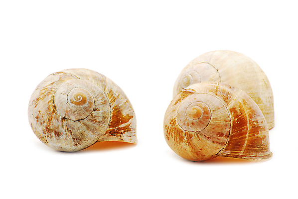 포토 JPG 해외이미지 바다 백그라운드 컨셉 자연 추상 조개 그림자 사람없음 물 갈색 노란색 환경 껍질 흰색 원형 중앙 구매 오브젝트 서식 날카로움 원뿔 내추럴 고립 옛날 해외202004 해외포토 자연요소 도형 컬러 무늬 어패류 쇼핑 생태계 파일형식 이미지허브