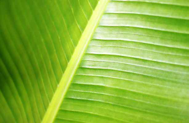 포토 JPG 해외이미지 나무 식물 백그라운드 잎 자연 벽지 사람없음 초록색 여름 정원 봄 닫기 이국적 해외202004 해외포토 계절 컬러 모션 생태계 파일형식 이미지허브