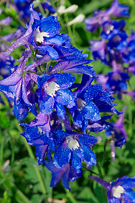 포토 JPG 해외이미지 식물 계절 꽃잎 꽃 백그라운드 잎 자연 사람없음 빨간색 초록색 여름 파란색 컬러풀 정원 보라색 벚꽃 닫기 다발 해외202004 해외포토 컬러 모션 생태계 파일형식 이미지허브