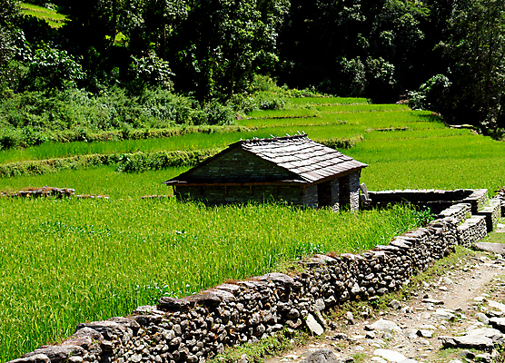 포토 JPG 해외이미지 식물 전통 아시아 문화 음식 여행 백그라운드 패턴 농업 자연 하늘 밥 산 풍경 사람없음 초록색 물 농작물 농장 마을 계곡 트래킹 젖음 수확 시골 낟알 땅 언덕 질감 네팔 단계 산악지대 광합성 논밭 생태학 히말라야 해외202004 해외포토 자연요소 교육 나라 산업 컬러 무늬 밭 레저 논 생태계 파일형식 산맥 이미지허브