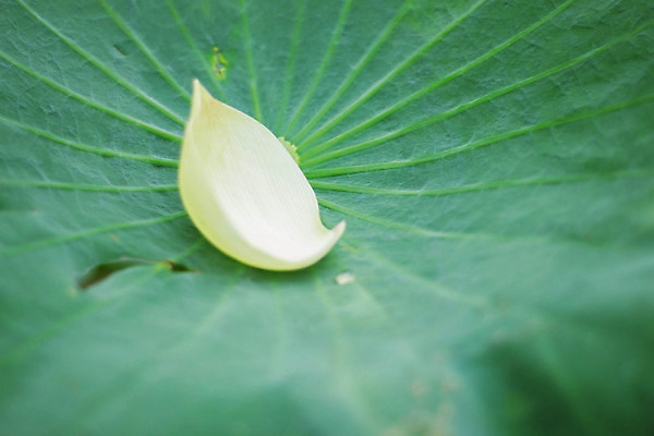포토 JPG 해외이미지 식물 꽃잎 아시아 종교 호수 백그라운드 잎 꽃무늬 불교 태국 자연 표면 추상 미술 동양인 사람없음 초록색 물 강 햇빛 반사 믿음 정원 봄 벚꽃 흰색 연못 신선 개화 질감 내추럴 해외202004 해외포토 자연요소 계절 꽃 감정 나라 컬러 무늬 문화예술 인종 태양 생태계 파일형식 이미지허브
