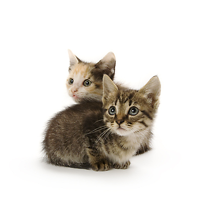 포토 JPG 해외이미지 2 포유류 수염 털 함께함 사람없음 반려동물 고양이 흰색 아기 모피 형제 고립 해외202004 해외포토 동물 남자 컬러 컨셉 가족 사람 파일형식 이미지허브