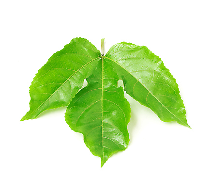 포토 JPG 해외이미지 나무 식물 1 꽃잎 꽃 음식 백그라운드 잎 꽃무늬 과일 자연 열대 사람없음 야외 초록색 여름 정원 봄 성장 흰색 신선 닫기 원예 열정 포도나무 내추럴 해외202004 해외포토 계절 감정 컬러 무늬 모션 취미 과일나무 생태계 파일형식 이미지허브