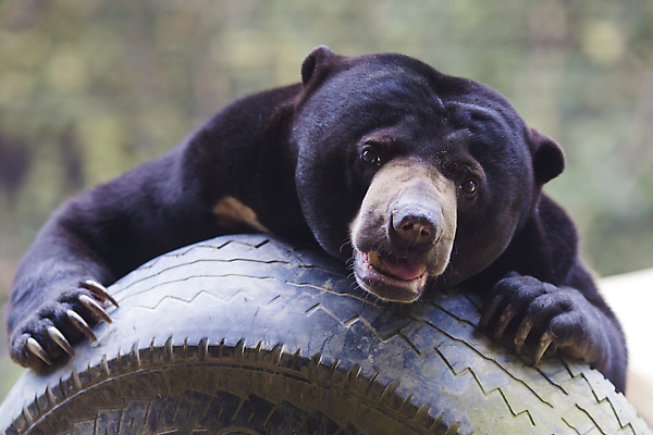 포토 JPG 해외이미지 나무 동물 응시 아시아 야생동물 캐나다 곰 포유류 자연 생물 털 동물원 종류 동양인 사람없음 옆모습 햇빛 태양 갈색 검은색 잠 입 치아 숲 큼 열대우림 싱글 낮잠 심플 인도네시아 육식동물 멸종 꿀 남쪽 총구 해외202004 해외포토 자연요소 식물 시선 나라 뷰포인트 컬러 북아메리카 인종 신체부위 소화기관 크기 방향 생태계 파일형식 이미지허브