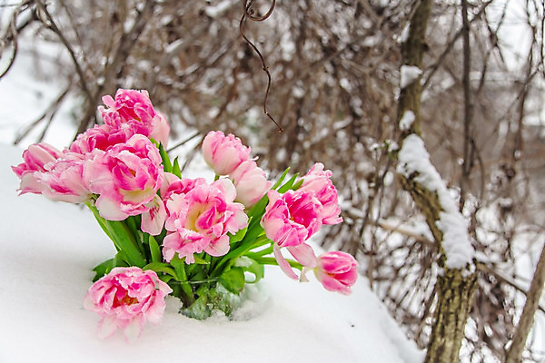 포토 JPG 해외이미지 식물 계절 꽃잎 꽃 분홍색 백그라운드 잎 겨울 꽃무늬 자연 발렌타인데이 사랑 사람없음 목재 초록색 컬러풀 정원 꽃병 얼음 봄 추위 튤립 벚꽃 흰색 신선 냄비 버리기 속도 서리 향기 화단 정물화 해외202004 해외포토 자연요소 나무 감정 컬러 무늬 재료 모션 데이이벤트 솥 그림 생태계 냄새 파일형식 이미지허브