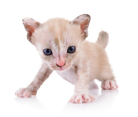 포토 JPG 해외이미지 동물 백그라운드 오렌지 장난 포유류 자연 털 사람없음 반려동물 고양이 줄무늬 아기 작음 모피 얼룩무늬 고립 해외202004 해외포토 무늬 과일 사람 크기 생태계 파일형식 이미지허브