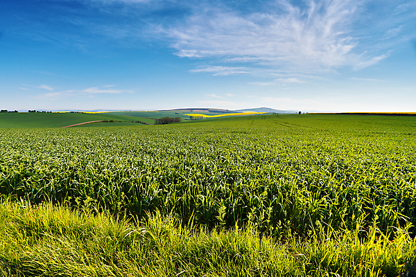 포토 JPG 해외이미지 식물 구름 유럽 파도 여행 백그라운드 밭 농업 자연 벽지 하늘 풍경 사람없음 야외 초록색 여름 빛 농작물 햇빛 농장 노란색 환경 계곡 놀람 봄 시골 5월 언덕 유채 장면 체코 모라비아 해외202004 해외포토 자연요소 계절 꽃 감정 나라 산업 바다 컬러 표정 태양 날짜 생태계 파일형식 이미지허브