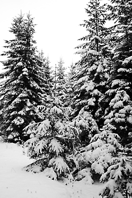 포토 JPG 해외이미지 주간 나무 겨울 사람없음 야외 눈 겨울풍경 해외202004 눈덮임 해외포토 자연요소 식물 계절 컨셉 날씨 풍경 파일형식 이미지허브