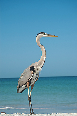포토 JPG 해외이미지 동물 한마리 야생동물 모래 자연 조류 사람없음 야외 세로 물 파란색 컬러풀 사진촬영 수면 왜가리 수평선 플로리다 해외202004 해외포토 자연요소 1 컬러 촬영 미국 생태계 파일형식 이미지허브