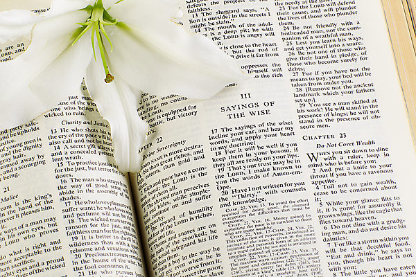 포토 JPG 해외이미지 식물 학생 교육 꽃잎 꽃 기독교 종교 꽃다발 잎 텍스트 자연 부활절 건강 선물 이벤트 사람없음 장식 책 빛 스터디 갈색 교회 믿음 성경 화목 정보 수확 골동품 성장 벚꽃 흰색 기도 축하 죽음 신선 오픈 예수 우아함 백합 실크 다발 읽기 오브젝트 복고 향기 문학 페이지 신성 천국 고립 구식 꽃수술 신앙심 옛날 천진난만 취급주의 해외202004 해외포토 기념일 감정 컬러 컨셉 농업 종교용품 모션 경고 학습 직물 신_종교 생태계 냄새 파일형식 이미지허브