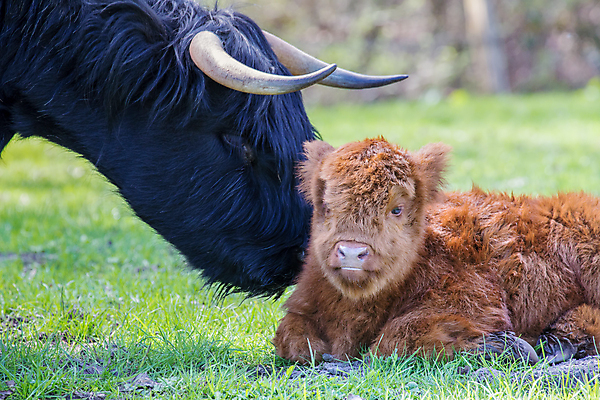 포토 JPG 해외이미지 동물 응시 아들 농업 포유류 가족 자연 엄마 함께함 뿔 육류 사랑 풍경 사람없음 농장 갈색 가축 봄 자녀 시골 신생아 소 보호 작음 내추럴 송아지 돌봄 밭일 스코틀랜드 해외202004 해외포토 시선 계절 감정 산업 새끼 컬러 컨셉 식재료 관계 모션 영국 아기 크기 생태계 파일형식 이미지허브