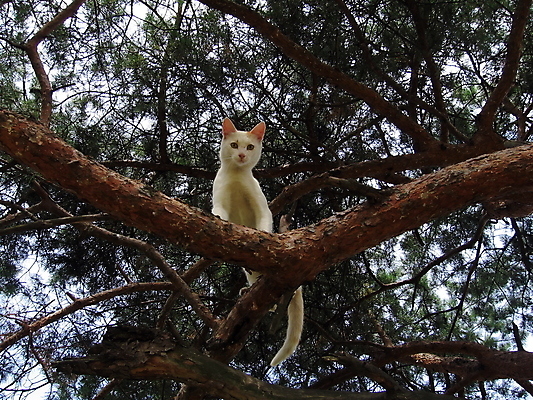 포토 JPG 해외이미지 동물 응시 백그라운드 사람없음 고양이 흰색 소나무 숲 동물상 해외202004 해외포토 나무 시선 컬러 포유류 반려동물 조형물 파일형식 이미지허브