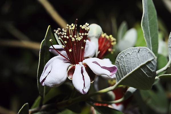포토 JPG 해외이미지 아시아 음식 백그라운드 십자가 잎 과일 부분 디저트 귤 건강 종류 요리 씨앗 동양인 사람없음 초록색 주스 흰색 신선 시장 닫기 달콤 맛 아침식사 먹기 파인애플 유기농 반쪽 내추럴 고립 숙성 이국적 전문 많음 해외202004 해외포토 식물 웰빙 나라 음료 컬러 컨셉 모션 인종 식사 열대과일 파일형식 이미지허브