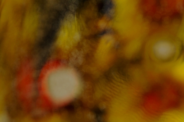 포토 JPG 해외이미지 디자인 백그라운드 컨셉 패턴 오렌지 일러스트 추상 휴가 새로움 미술 사람없음 그래픽 빨간색 초록색 물 컬러풀 노란색 신선 원형 팔레트 그늘 시원함 연도 질감 팩 블러 여의주 해외202004 해외일러스트 자연요소 도형 컬러 무늬 과일 문화예술 화장품 파일형식 이미지허브