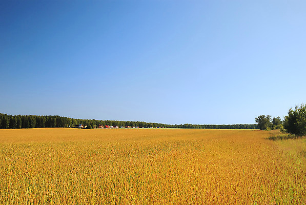 포토 JPG 해외이미지 나무 구름 계절 밭 농업 자연 하늘 풍경 잔디 사람없음 야외 파란색 햇빛 농장 노란색 계곡 새벽 성장 시골 도시 보호 땅 밀 장면 천국 수평선 세련 해외202004 해외포토 자연요소 식물 산업 컬러 컨셉 곡류 태양 생태계 파일형식 이미지허브