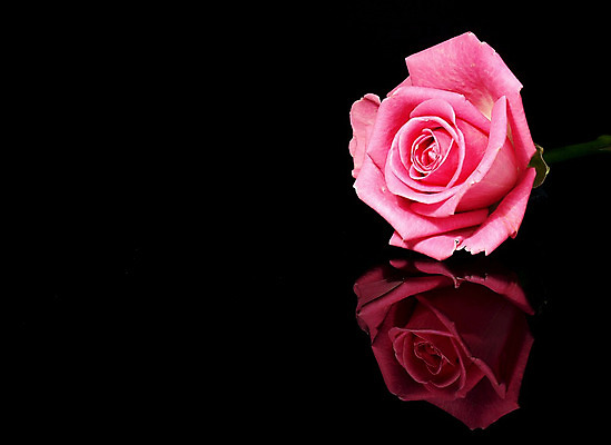 포토 JPG 해외이미지 1 꽃잎 꽃 분홍색 사람없음 컬러풀 장미 벚꽃 싱글 향기 향 고립 해외202004 해외포토 식물 컬러 냄새 파일형식 이미지허브