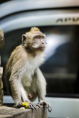 포토 JPG 해외이미지 나무 동물 1 여자 아시아 야생동물 음식 여행 잎 포유류 자연 털 동물원 이끼 앉기 사람없음 야외 초록색 반려동물 조각상 바위 원숭이 사찰 영혼 숲 열대우림 발리 인도네시아 지역 유인원 보호구역 해외202004 해외포토 식물 나라 컬러 섬 종교건축 모션 사람 조형물 돌_바위 생태계 구역 파일형식 이미지허브