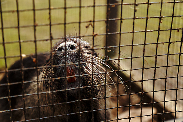 포토 JPG 해외이미지 동물 얼굴 겨울 포유류 자연 털 사람없음 야외 갈색 추위 잡기 닫기 떨어짐 먹기 총구 해외202004 해외포토 계절 컬러 컨셉 모션 신체부위 생태계 파일형식 이미지허브