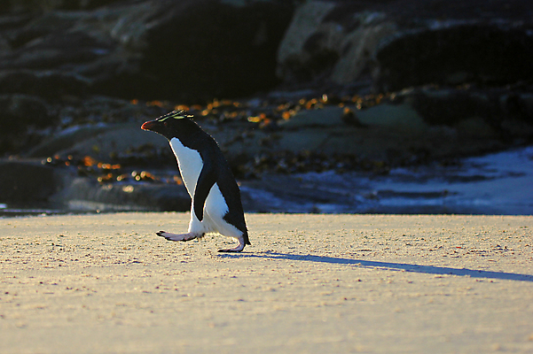 포토 JPG 해외이미지 동물 야생동물 섬 백그라운드 자연 조류 성인 사람없음 파란색 컬러풀 노란색 검은색 흰색 닫기 눈썹 남극 깃털 펭귄 부리 목 남쪽 고립 식민지 해외202004 해외포토 얼굴 컬러 모션 사람 신체부위 극지방 방향 생태계 파일형식 이미지허브