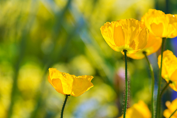 포토 JPG 해외이미지 식물 공원 꽃 줄기 꽃무늬 패턴 밭 오렌지 자연 하늘 산 따뜻함 씨앗 풍경 사람없음 야외 초록색 여름 파란색 컬러풀 태양 농장 노란색 정원 계곡 맑음 미국 봄 들꽃 개화 황무지 황금 원예 질감 캘리포니아 양귀비 내추럴 강렬 해외202004 해외포토 자연요소 계절 공공시설 컬러 북아메리카 무늬 농업 과일 날씨 취미 생태계 파일형식 이미지허브