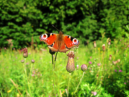 포토 JPG 해외이미지 동물 계절 공원 꽃 야생동물 나비 곤충 백그라운드 꽃무늬 날개 자연 종류 앉기 사람없음 야외 가로 여름 환경 정원 침묵 활발 비교 닫기 공작 작음 장면 해외202004 해외포토 식물 공공시설 컨셉 무늬 모션 조류 소리 크기 생태계 파일형식 이미지허브