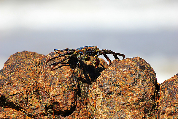 포토 JPG 해외이미지 동물 야생동물 바다 백그라운드 오렌지 자연 조개 멕시코 갑각류 사람없음 빨간색 파란색 검은색 미국 회색 게 껍질 화산 에콰도르 갈라파고스 남쪽 기어가기 등딱지 발톱 해외202004 해외포토 컬러 북아메리카 과일 모션 발 어패류 산 남아메리카 방향 생태계 파일형식 이미지허브