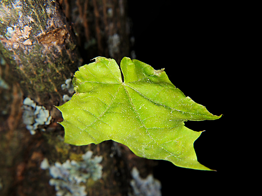 포토 JPG 해외이미지 나무 계절 줄기 백그라운드 단풍 잎 캐나다 자연 검은배경 사람없음 야외 초록색 여름 봄 가을 나뭇가지 숲 질감 내추럴 고립 해외202004 해외포토 식물 컬러 북아메리카 검은색 생태계 파일형식 이미지허브