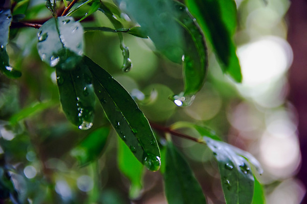 포토 JPG 해외이미지 나무 식물 계절 백그라운드 잎 자연 아침 사람없음 초록색 물 여름 환경 정원 봄 거품 젖음 물방울 신선 액체 닫기 떨어짐 이슬 빗방울 묘사 질감 내추럴 떠남 해외202004 해외포토 주간 자연요소 컬러 컨셉 모션 비_날씨 생태계 파일형식 이미지허브