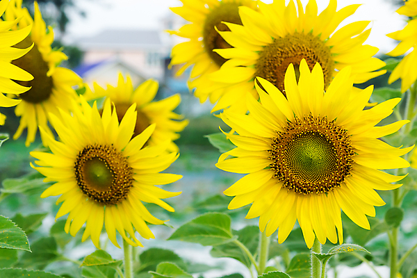 포토 JPG 해외이미지 식물 꽃 백그라운드 잎 자연 해바라기 사람없음 야외 초록색 여름 노란색 정원 해외202004 해외포토 계절 컬러 생태계 파일형식 이미지허브