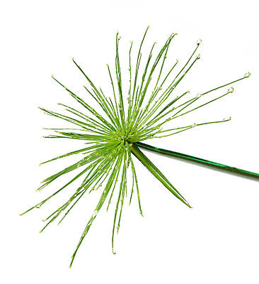 포토 JPG 해외이미지 식물 잎 우산 자연 표면 사람없음 장식 초록색 물 환경 흰색 물방울 신선 액체 닫기 떨어짐 이슬 허브 순수 흰배경 에코 유기농 질감 내추럴 고립 생태학 해외202004 해외포토 자연요소 웰빙 교육 컬러 백그라운드 컨셉 모션 생태계 파일형식 이미지허브