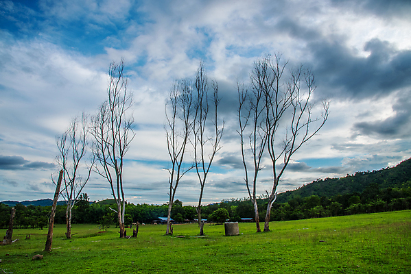 포토 JPG 해외이미지 나무 식물 공원 백그라운드 밭 농업 자연 하늘 건조 풍경 사람없음 야외 목재 초록색 여름 파란색 태양 농장 환경 맑음 흰색 시골 죽음 장면 내추럴 고립 옛날 해외202004 해외포토 자연요소 계절 공공시설 산업 컬러 재료 날씨 생태계 파일형식 이미지허브